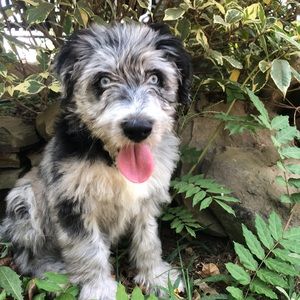 Meet your Posher, Abby